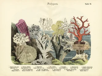 Polypen, um 1860